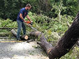 Leaf Removal Services