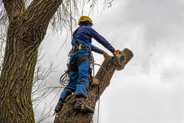 Trusted Bethlehem, WV  Tree Services Experts